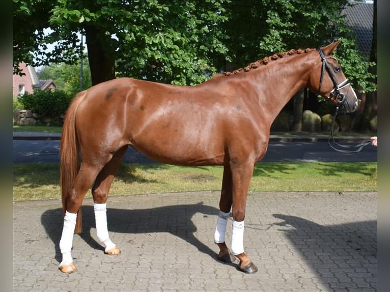 Deutsches Sportpferd Stute 4 Jahre 170 cm Fuchs in Fredenbeck