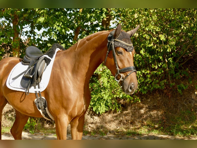 Deutsches Sportpferd Stute 4 Jahre 170 cm Fuchs in Niederwerrn