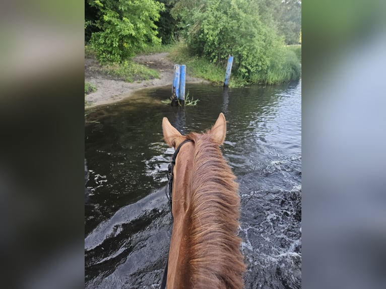 Deutsches Sportpferd Stute 4 Jahre 170 cm Fuchs in Zernitz-Lohm