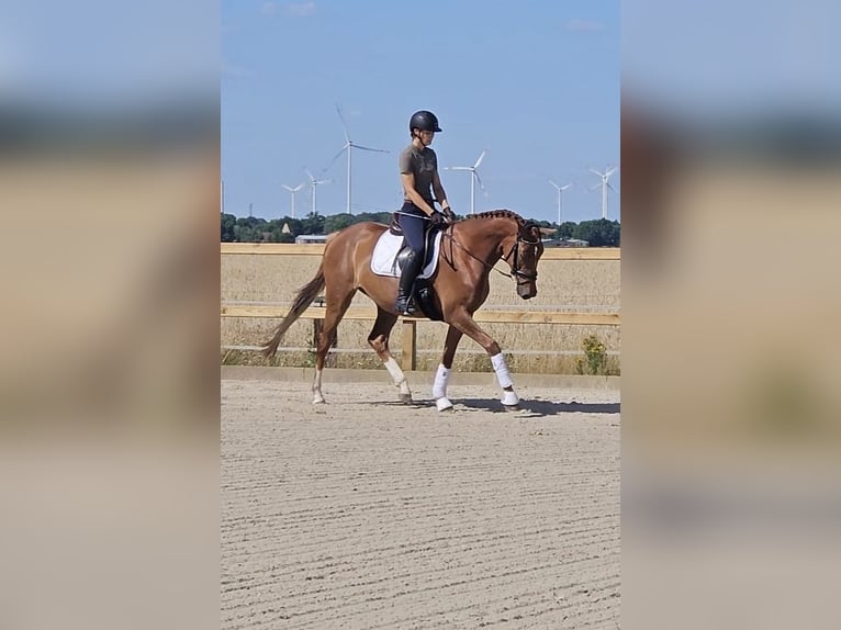 Deutsches Sportpferd Stute 4 Jahre 170 cm Fuchs in Zernitz-Lohm