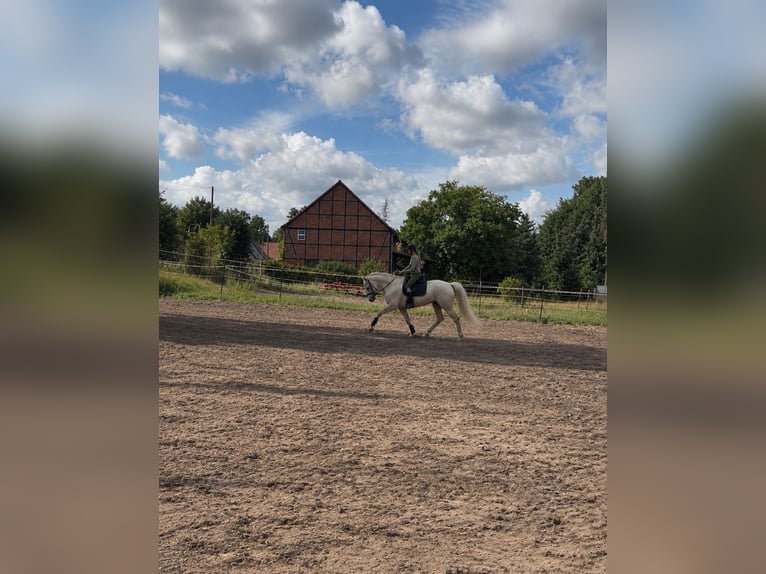 Deutsches Sportpferd Stute 4 Jahre 170 cm Palomino in Schollene