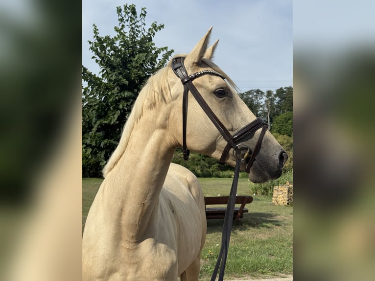 Deutsches Sportpferd Stute 4 Jahre 170 cm Palomino in Schollene