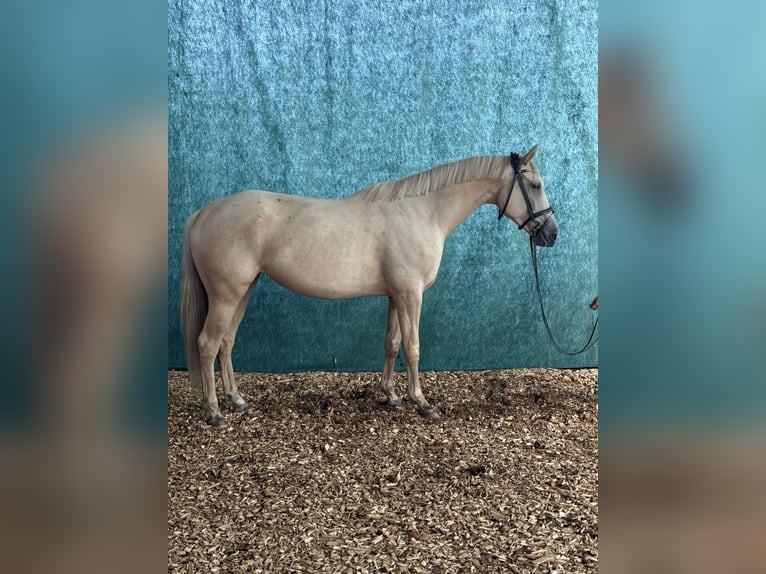 Deutsches Sportpferd Stute 4 Jahre 170 cm Palomino in Schollene
