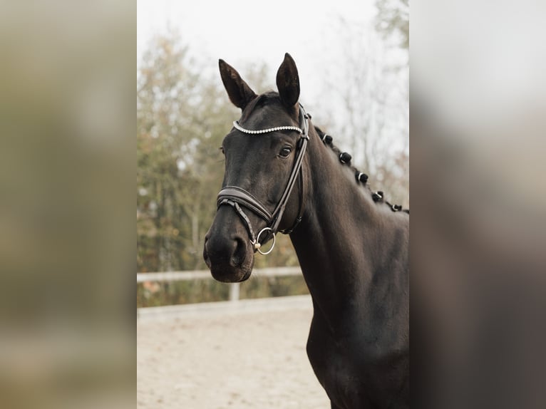 Deutsches Sportpferd Stute 4 Jahre 170 cm Rappe in Holzkirchen