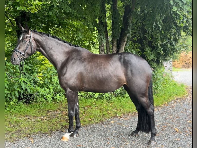 Deutsches Sportpferd Stute 4 Jahre 170 cm Rappe in Seehausen am Staffelsee