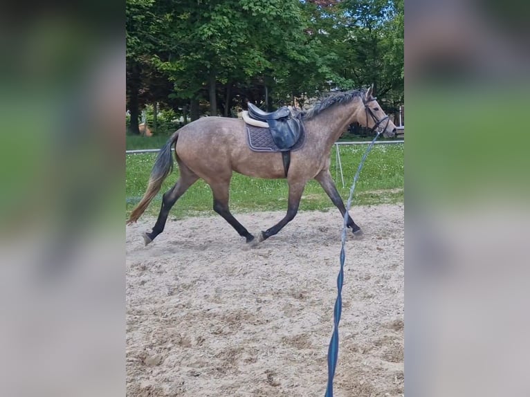 Deutsches Sportpferd Stute 4 Jahre 170 cm Schimmel in Görlitz