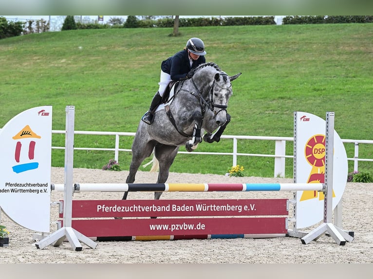 Deutsches Sportpferd Stute 4 Jahre 170 cm Schimmel in Gomadingen