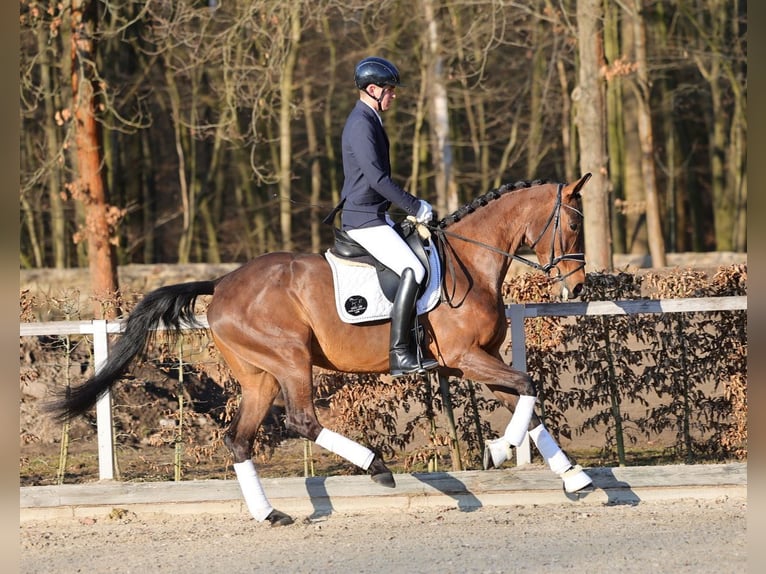 Deutsches Sportpferd Stute 4 Jahre 171 cm Brauner in Priestewitz