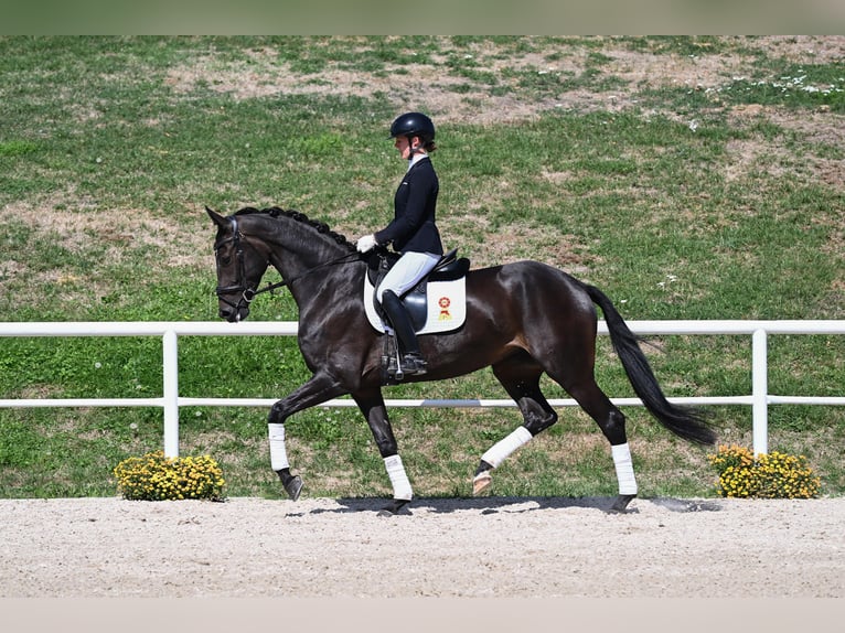 Deutsches Sportpferd Stute 4 Jahre 171 cm Dunkelbrauner in Gomadingen