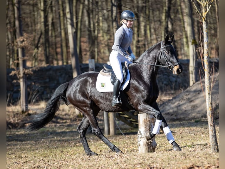 Deutsches Sportpferd Stute 4 Jahre 171 cm Schwarzbrauner in Moritzburg