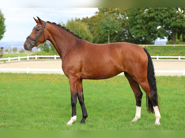Deutsches Sportpferd Stute 4 Jahre 172 cm Brauner in Gomadingen