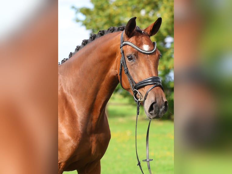 Deutsches Sportpferd Stute 4 Jahre 172 cm Brauner in Gomadingen