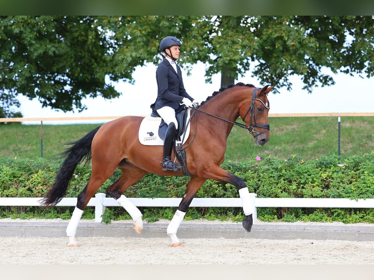 Deutsches Sportpferd Stute 4 Jahre 172 cm Brauner in Gomadingen