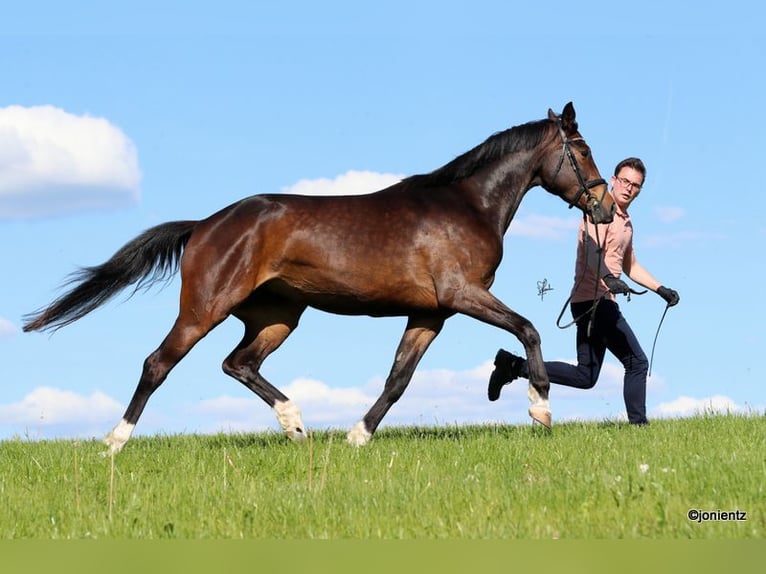 Deutsches Sportpferd Stute 4 Jahre 172 cm Brauner in Radevormwald