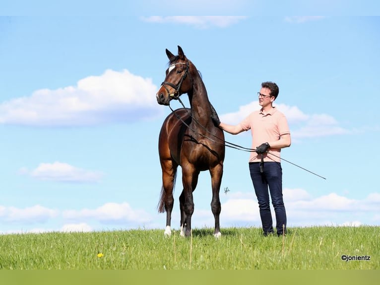 Deutsches Sportpferd Stute 4 Jahre 172 cm Brauner in Radevormwald