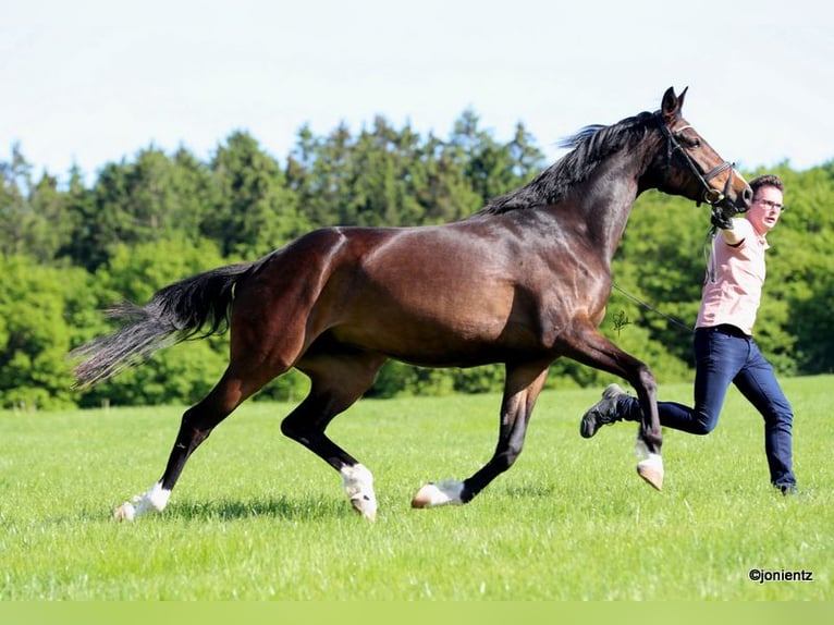 Deutsches Sportpferd Stute 4 Jahre 172 cm Brauner in Radevormwald