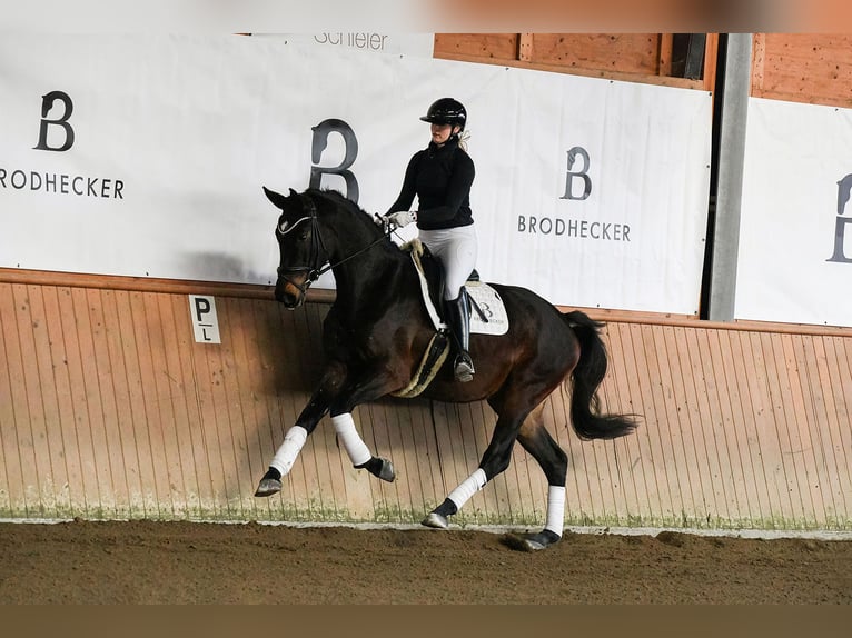 Deutsches Sportpferd Stute 4 Jahre 172 cm Dunkelbrauner in Riedstadt