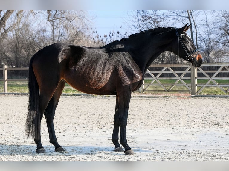 Deutsches Sportpferd Stute 4 Jahre 172 cm Dunkelbrauner in Riedstadt