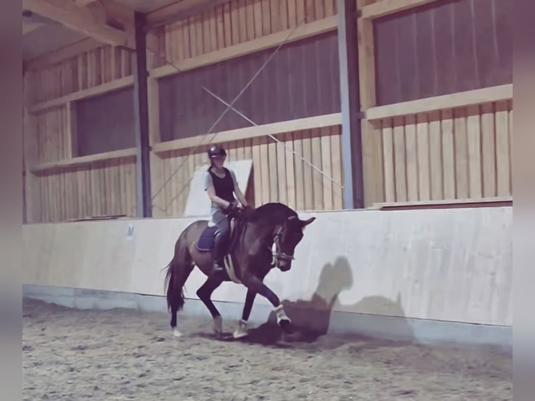 Deutsches Sportpferd Stute 4 Jahre 172 cm Dunkelbrauner in Hofstetten