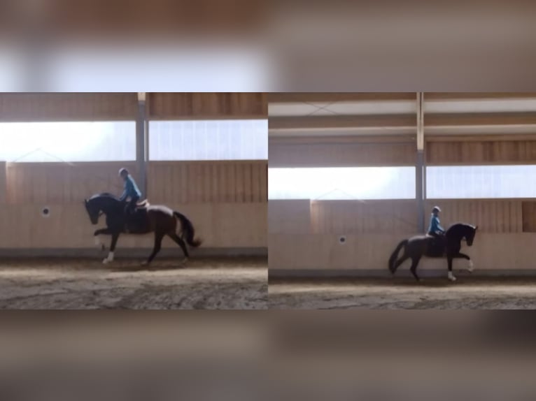 Deutsches Sportpferd Stute 4 Jahre 172 cm Dunkelbrauner in Hofstetten