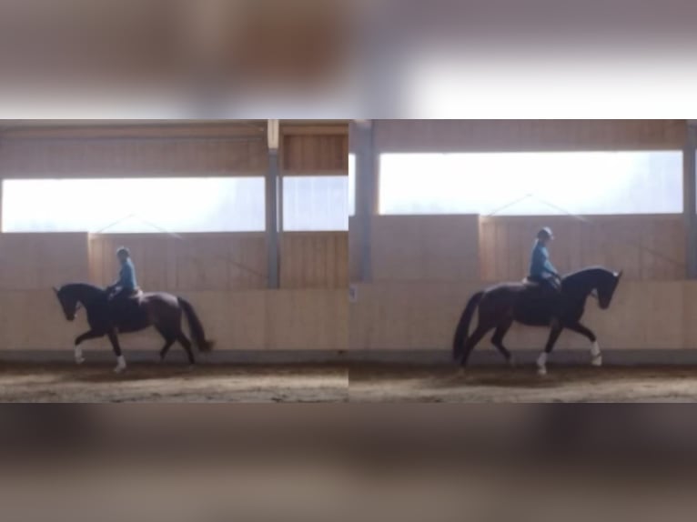 Deutsches Sportpferd Stute 4 Jahre 172 cm Dunkelbrauner in Hofstetten