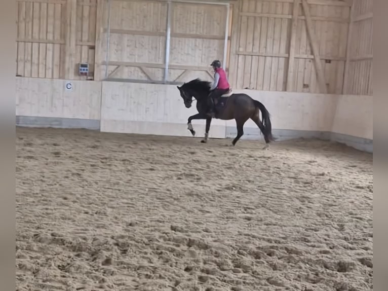 Deutsches Sportpferd Stute 4 Jahre 172 cm Dunkelbrauner in Hofstetten
