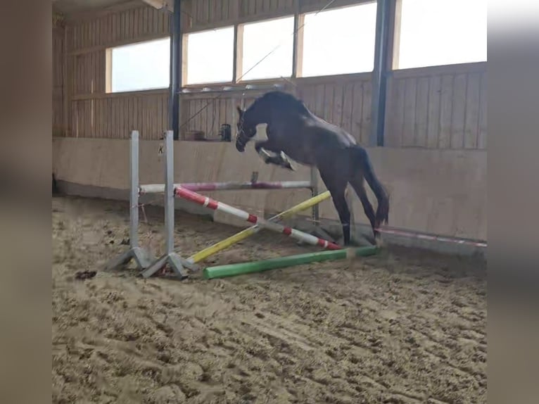 Deutsches Sportpferd Stute 4 Jahre 172 cm Dunkelbrauner in Hofstetten