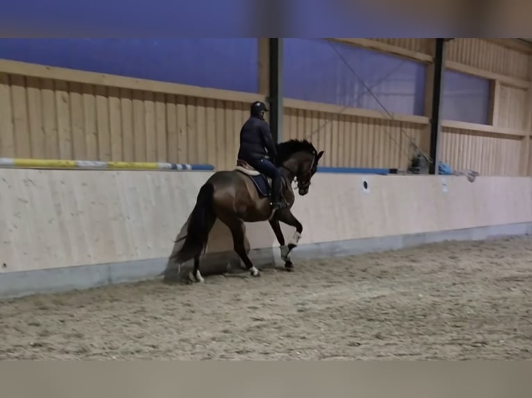 Deutsches Sportpferd Stute 4 Jahre 172 cm Dunkelbrauner in Hofstetten