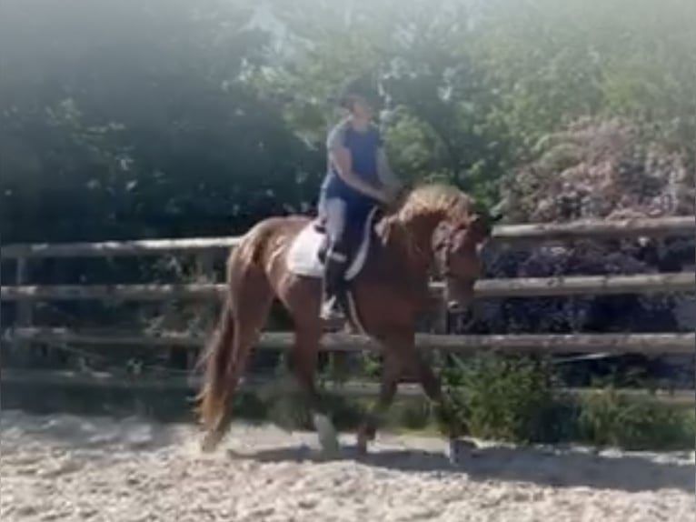 Deutsches Sportpferd Stute 4 Jahre 172 cm Fuchs in Buchholz (Westerwald)