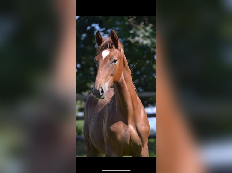 Deutsches Sportpferd Stute 4 Jahre 172 cm Fuchs in Buchholz (Westerwald)