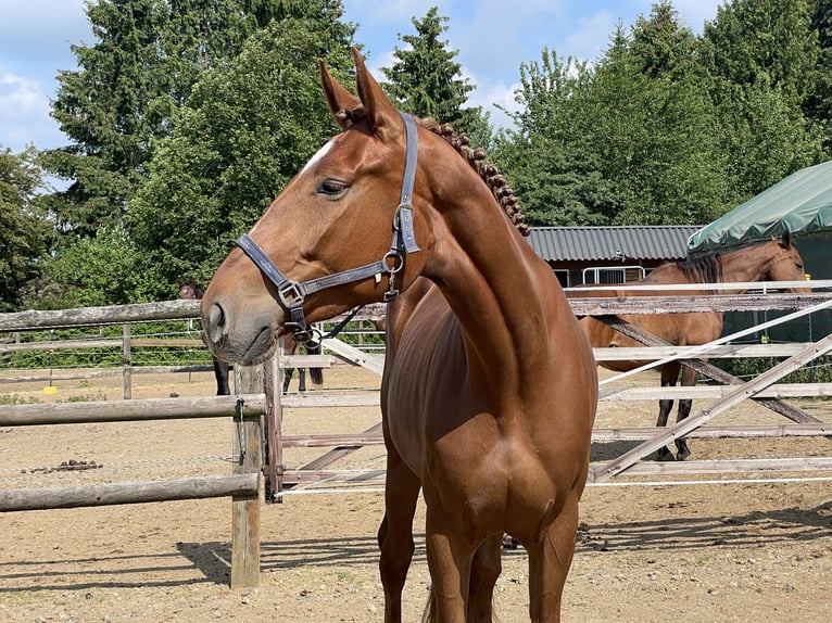 Deutsches Sportpferd Stute 4 Jahre 172 cm Fuchs in Buchholz (Westerwald)