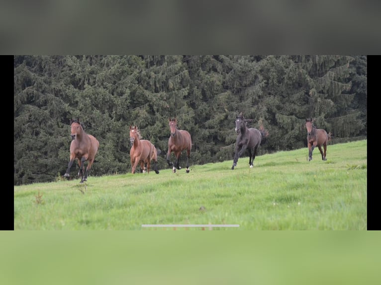 Deutsches Sportpferd Stute 4 Jahre 172 cm Fuchs in Buchholz (Westerwald)