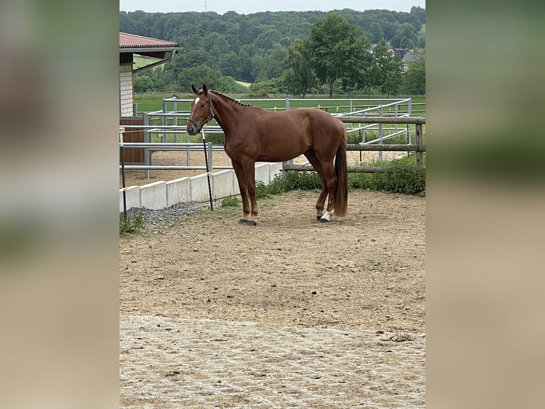 Deutsches Sportpferd Stute 4 Jahre 172 cm Fuchs in Buchholz (Westerwald)