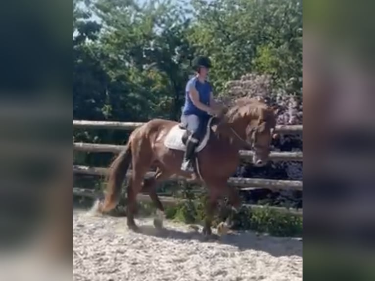 Deutsches Sportpferd Stute 4 Jahre 172 cm Fuchs in Buchholz (Westerwald)