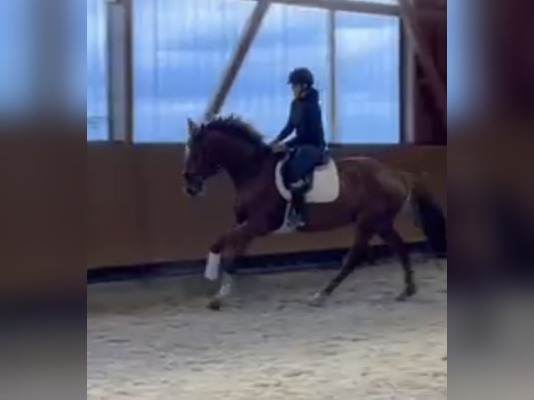 Deutsches Sportpferd Stute 4 Jahre 172 cm Fuchs in Buchholz (Westerwald)
