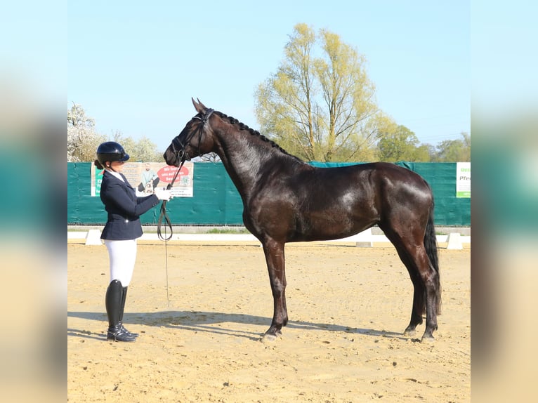 Deutsches Sportpferd Stute 4 Jahre 172 cm Rappe in Schlalach
