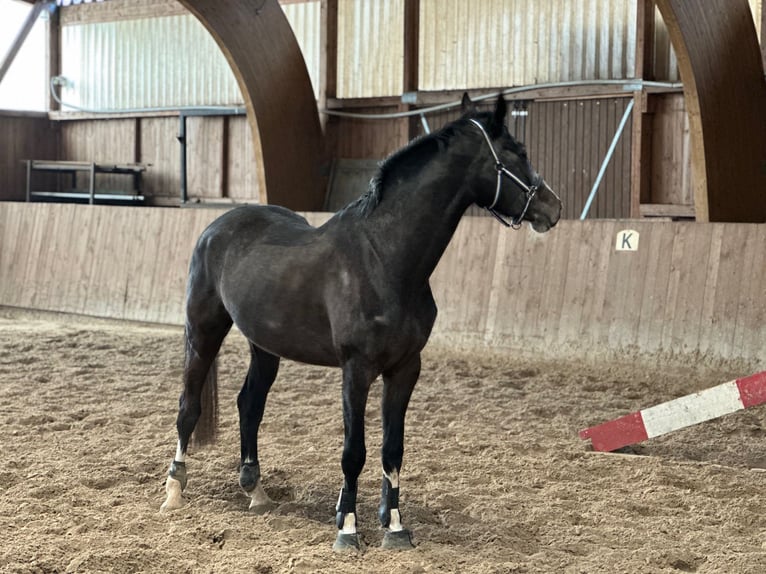 Deutsches Sportpferd Stute 4 Jahre 172 cm Schimmel in Meiningen - Drei&#xDF;igacker