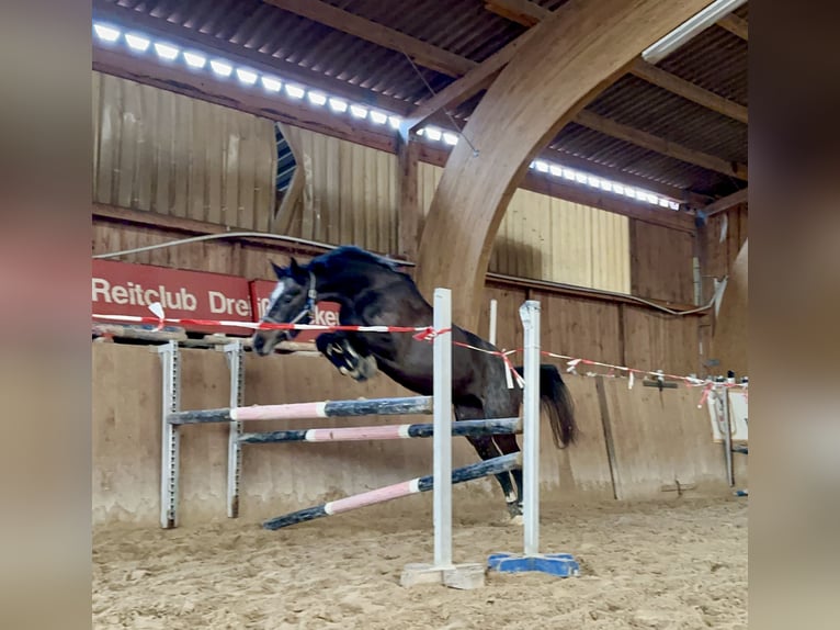 Deutsches Sportpferd Stute 4 Jahre 172 cm Schimmel in Meiningen - Drei&#xDF;igacker