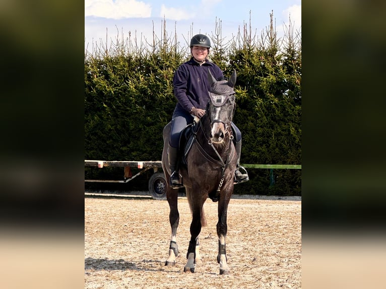 Deutsches Sportpferd Stute 4 Jahre 172 cm Schimmel in Meiningen - Drei&#xDF;igacker