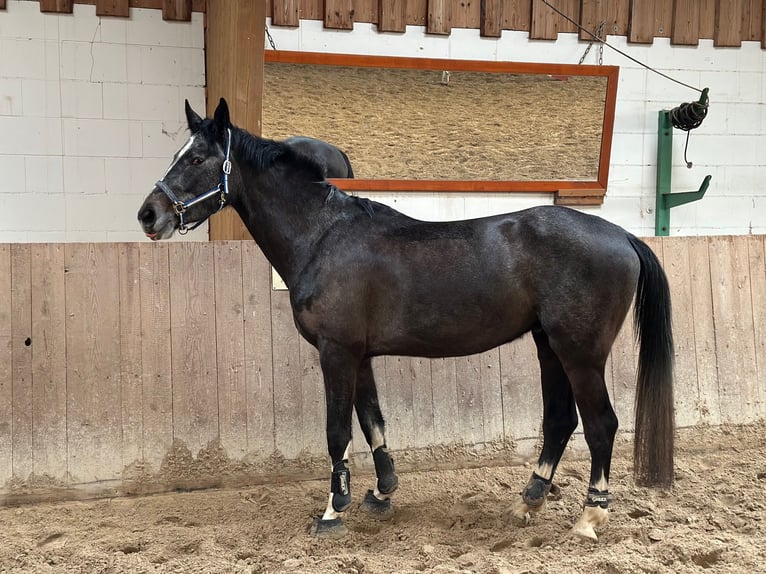 Deutsches Sportpferd Stute 4 Jahre 172 cm Schimmel in Meiningen - Drei&#xDF;igacker