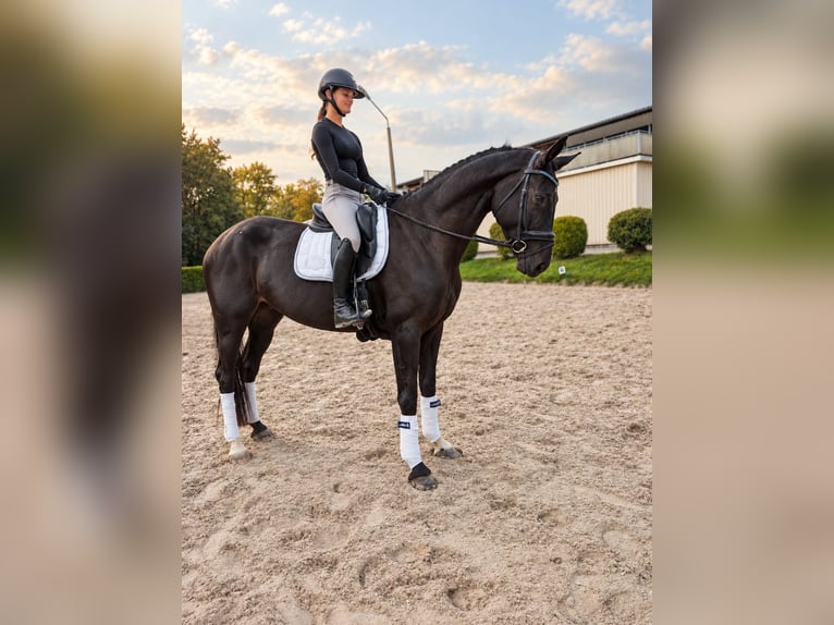 Deutsches Sportpferd Stute 4 Jahre 172 cm Schwarzbrauner in Görlitz