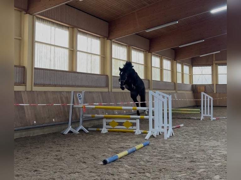Deutsches Sportpferd Stute 4 Jahre 172 cm Schwarzbrauner in Bad Herrenalb