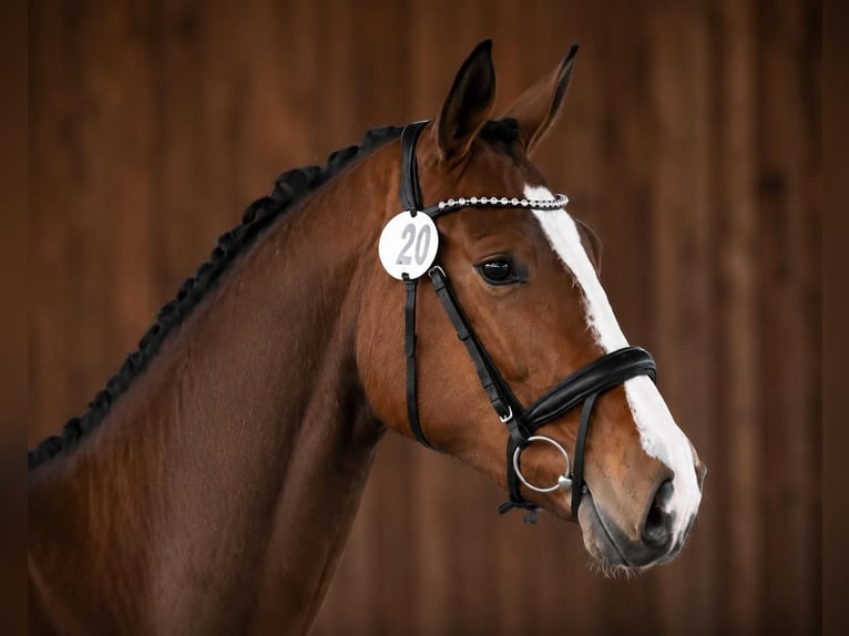 Deutsches Sportpferd Stute 4 Jahre 173 cm Brauner in Brieselang