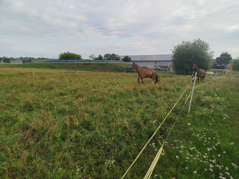 Deutsches Sportpferd Stute 4 Jahre 173 cm Brauner in Weinb&#xF6;hla