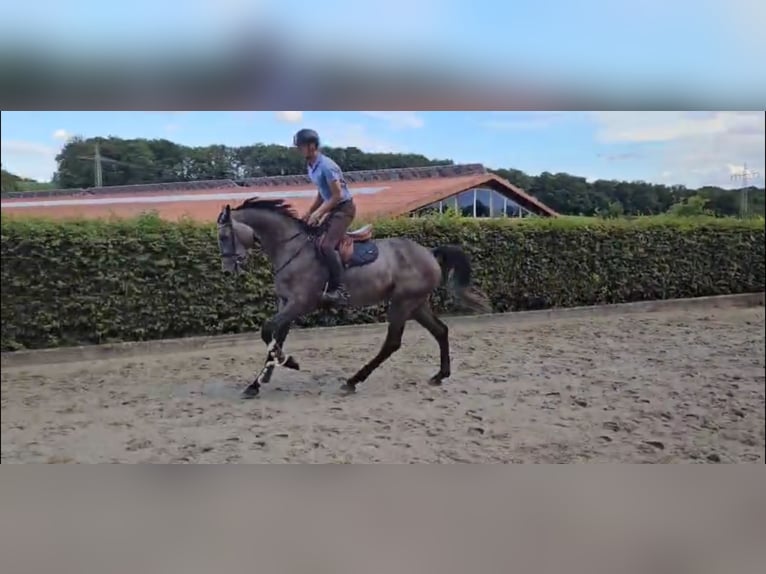 Deutsches Sportpferd Stute 4 Jahre 173 cm Rappschimmel in Bergisch Gladbach