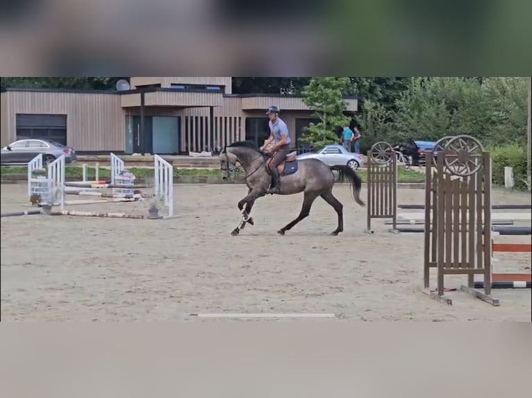 Deutsches Sportpferd Stute 4 Jahre 173 cm Rappschimmel in Bergisch Gladbach