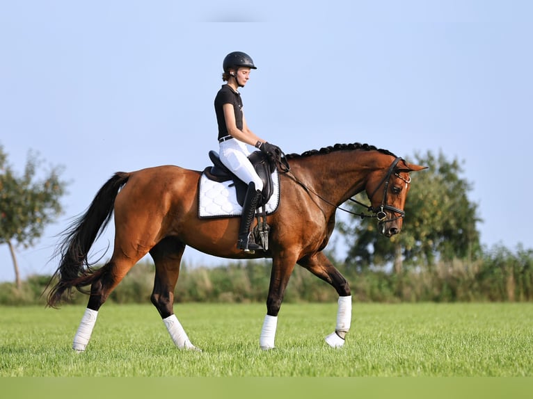 Deutsches Sportpferd Stute 4 Jahre 174 cm Brauner in Nauen