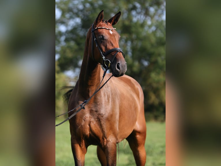 Deutsches Sportpferd Stute 4 Jahre 174 cm Brauner in Nauen