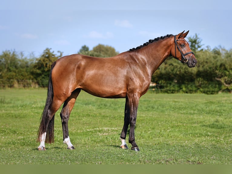 Deutsches Sportpferd Stute 4 Jahre 174 cm Brauner in Nauen
