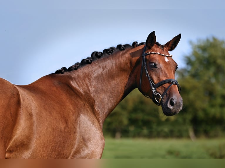 Deutsches Sportpferd Stute 4 Jahre 174 cm Brauner in Nauen